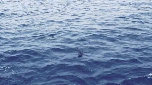 Gruppo di delfini in mare aperto. Vista dalla barca — Video Stock