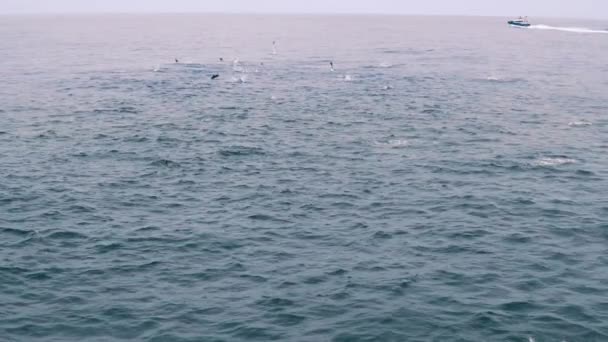 Gruppo di delfini in mare aperto. Vista dalla barca — Video Stock