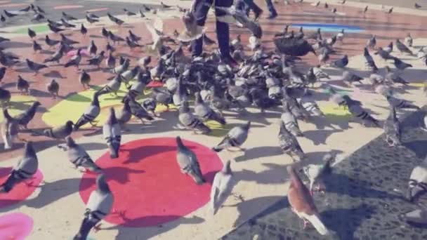 Un enorme gregge di piccioni nella piazza della città. Rallentatore — Video Stock
