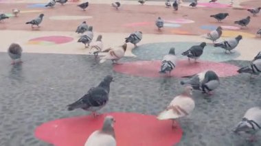 Şehir Meydanı'nda büyük sürü güvercin. 4k vurdu