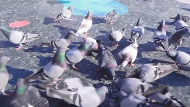 Hatalmas állomány a galambok, a város főterétől. Lassú mozgás — Stock videók