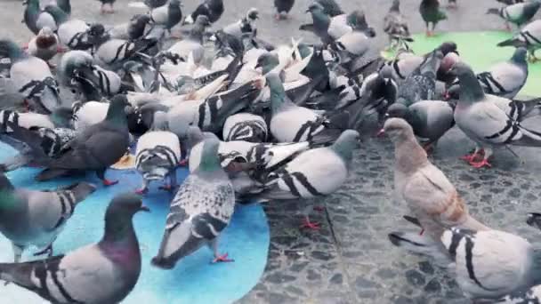 Enorme bandada de palomas en la plaza de la ciudad. Moción lenta — Vídeos de Stock