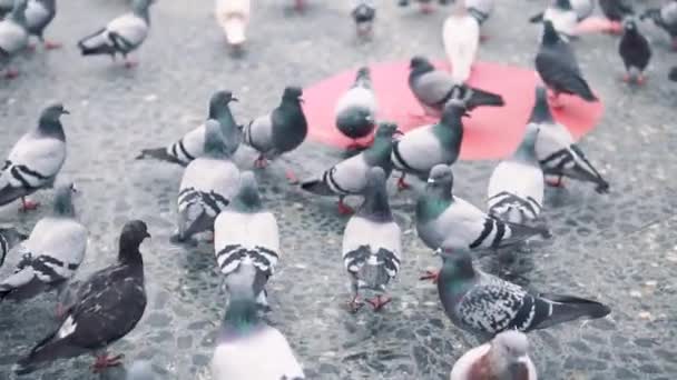 Stor flock av duvor på stadens torg. Slow Motion — Stockvideo