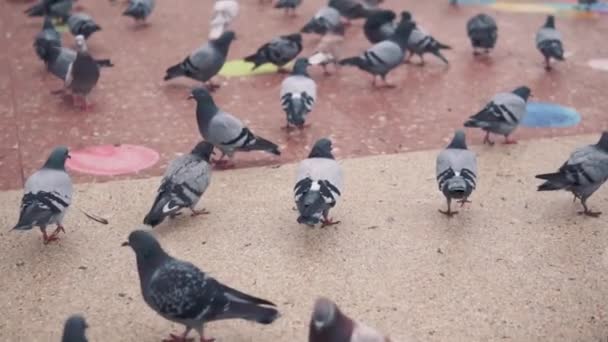 Hatalmas állomány a galambok, a város főterétől. Lassú mozgás — Stock videók