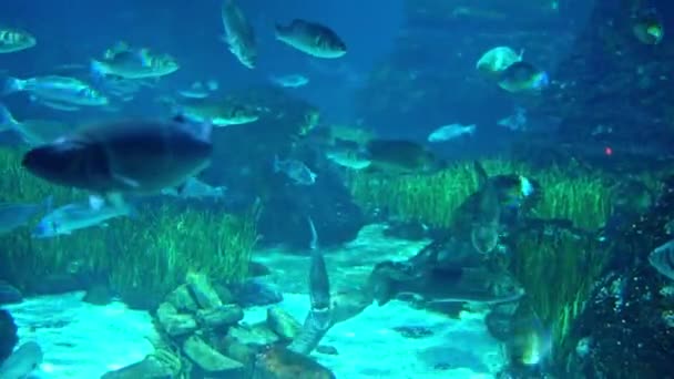 Aquarium with various kinds of fish swimming in the main tank — Stock Video