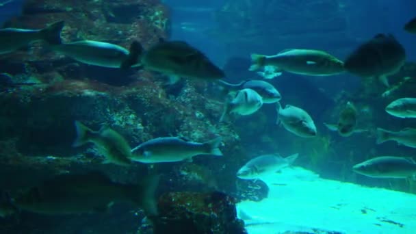 Aquarium met verschillende soorten vis zwemmen in de hoofdtank — Stockvideo