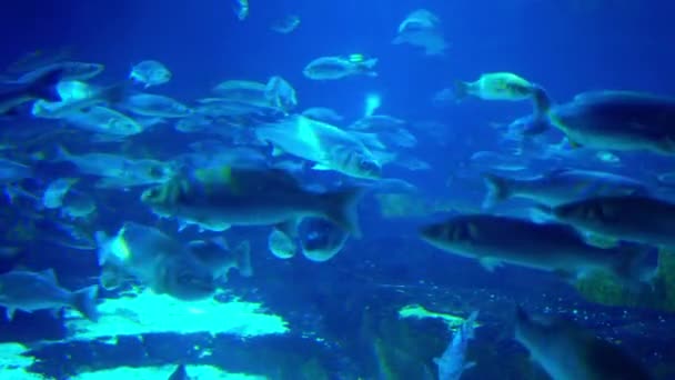 Aquarium avec différents types de poissons nageant dans le réservoir principal — Video