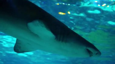 Ana tankta yüzen balık çeşitli akvaryum