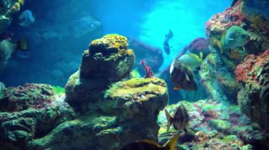 Ana tankta yüzen balık çeşitli akvaryum