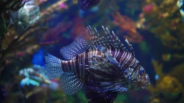 Mar Rojo Pez león nadando en el acuario con agua del océano — Vídeos de Stock