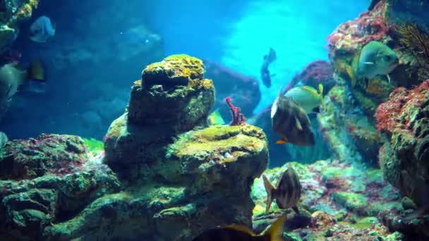 Aquarium avec différents types de poissons nageant dans le réservoir principal — Video