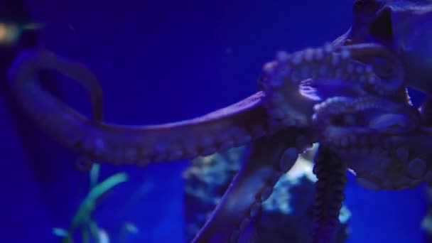 Krake krabbelt auf der Scheibe des Aquariums. — Stockvideo