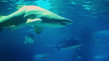 Ana tankta yüzen balık çeşitli akvaryum