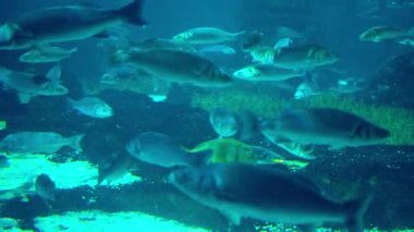 Ana tankta yüzen balık çeşitli akvaryum