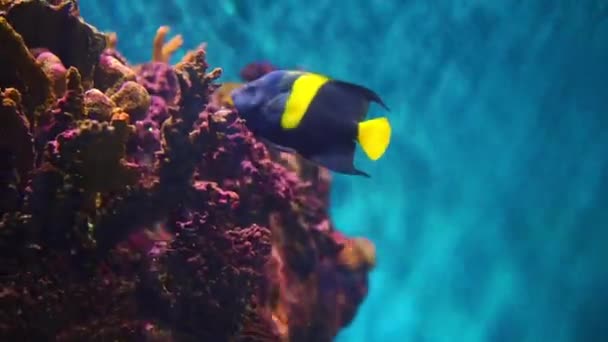 Аквариум с различными видами рыб, плавающих в главном аквариуме — стоковое видео