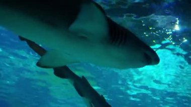 Ana tankta yüzen balık çeşitli akvaryum