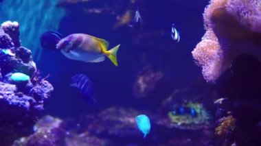 Ana tankta yüzen balık çeşitli akvaryum