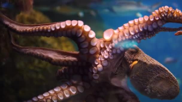 Krake krabbelt auf der Scheibe des Aquariums. — Stockvideo