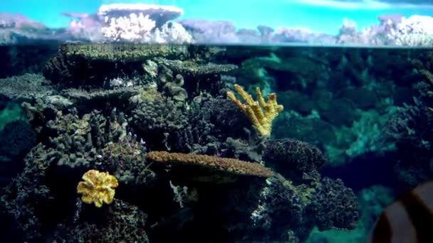 Aquarium avec différents types de poissons nageant dans le réservoir principal — Video