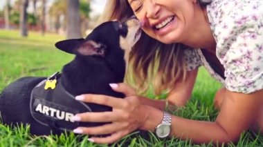 Artur adında küçük bir köpek sahibi çimlerin üzerinde rahatlıyor.