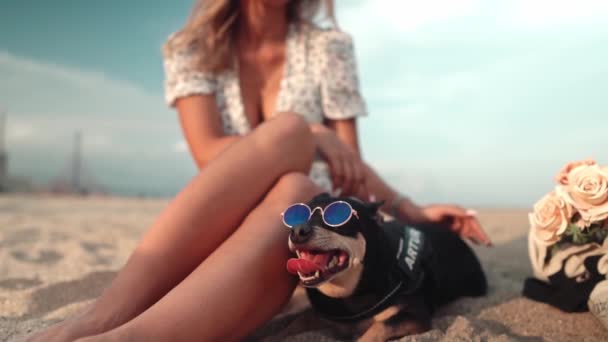 Маленький собака на ім "я Артур з господарем, молодою жінкою, грається на пляжі. — стокове відео