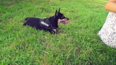 Artur adında küçük bir köpek sahibi çimlerin üzerinde rahatlıyor.