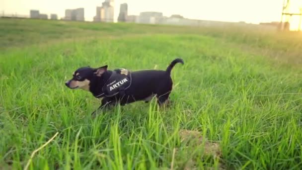 Artur adında küçük bir köpek sahibi çimlerin üzerinde rahatlıyor. — Stok video