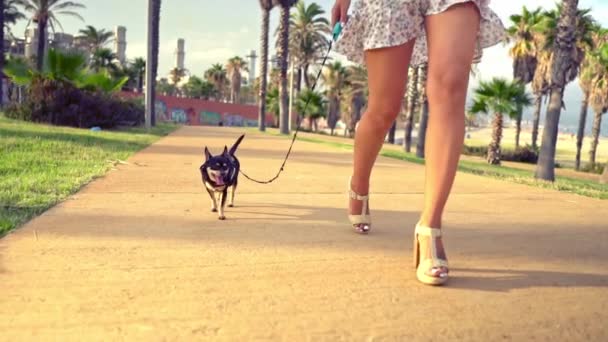 Perro pequeño llamado Artur con dueño, mujer joven, paseando en el parque con palmeras — Vídeos de Stock