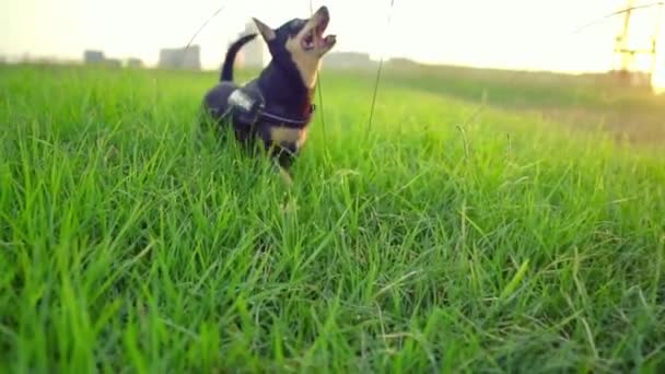 Malý pes jménem Artur s pánečkem relaxujícím na trávě — Stock video