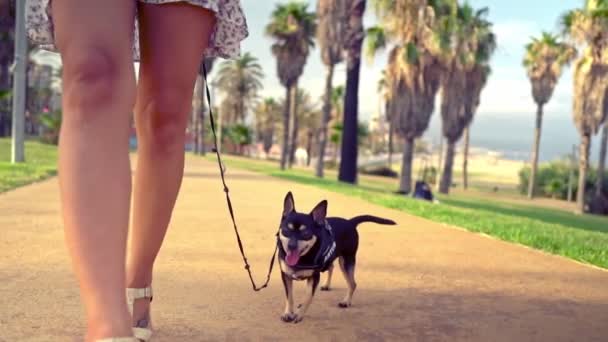 Маленькая собака по имени Артур с владельцем, молодая женщина, прогулка в парке с пальмами — стоковое видео