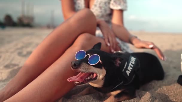 Μικρό σκυλί που ονομάζεται Artur με ιδιοκτήτη, νεαρή γυναίκα, παίζει στην παραλία — Αρχείο Βίντεο