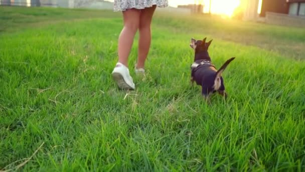Kleine hond genaamd Artur met eigenaar ontspannen op het gras — Stockvideo
