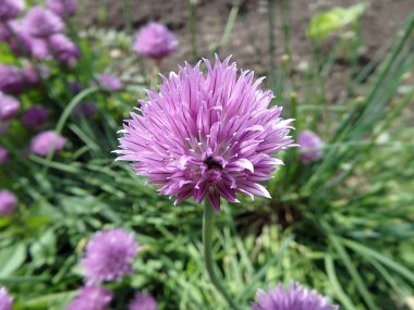 Mor çiçek Frenk soğanı (Allium schoenoprasum bahar bahçe)