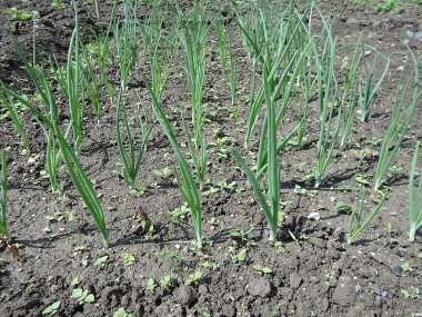 Bahar Bahçe, (Allium cepa genç soğan)