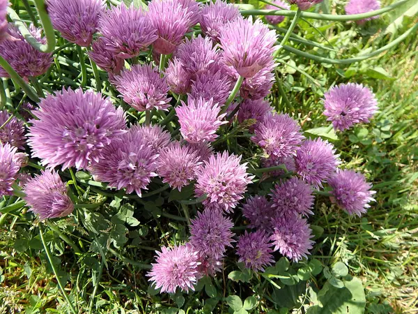 Cebollino Púrpura Flor Jardín Primavera Allium Schoenoprasum — Foto de Stock