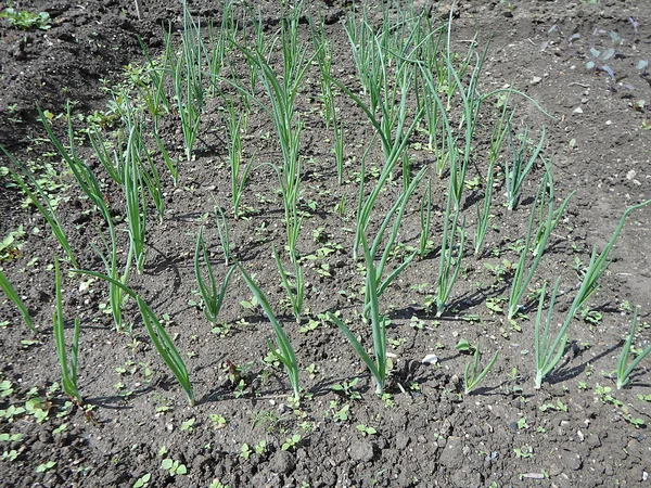 Jeune Oignon Dans Jardin Printemps Allium Cepa — Photo