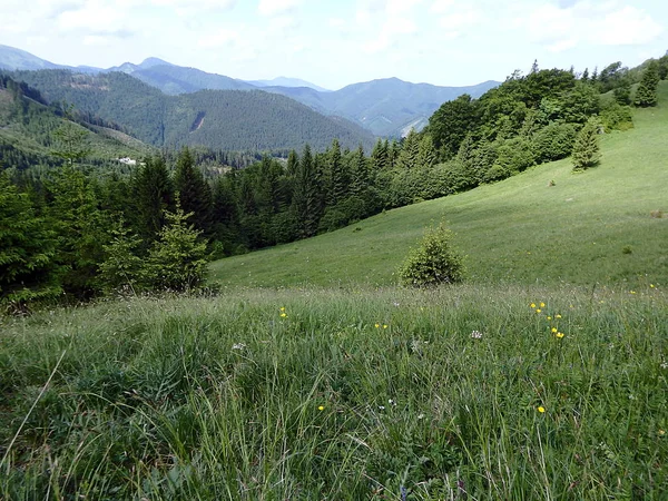Alpine meadows (Lubochna Valley), Slovakia, Velka Fatra (Great Fatra), Western Carpathians,