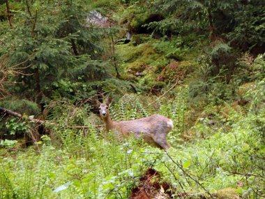Kadın Avrupa karaca, (Capreolus capreolus)