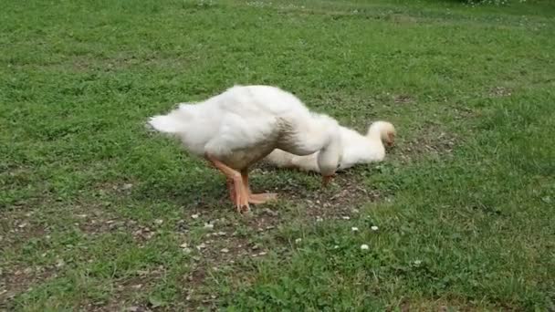 Slowaakse White Goose Binnenlandse Ganzen Goslings Een Achtertuin Schattige Baby — Stockvideo