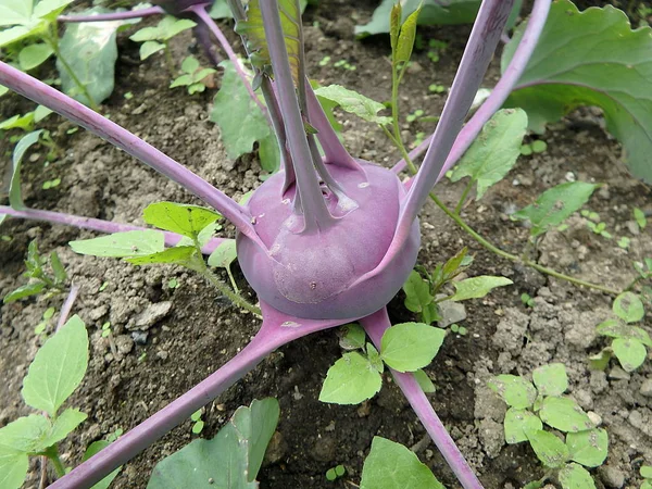 Крупный План Фиолетового Kohlrabi Репы Растение Растущее Саду Готовы Сбору — стоковое фото