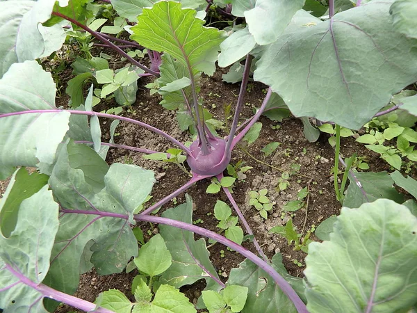 Крупный План Фиолетового Kohlrabi Репы Растение Растущее Саду Готовы Сбору — стоковое фото