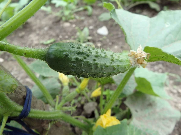 Sazenice Okurek Cucumis Sativus Šťavnaté Čerstvá Okurka Makrofotografie Pozadí Listů — Stock fotografie