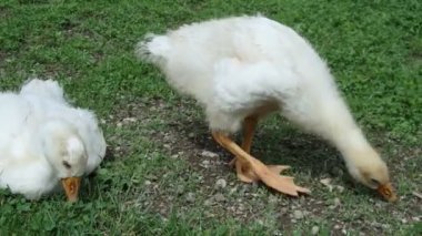 Slovak beyaz kaz, yerli kaz, kuşlar bir arka bahçede, bebek hayvan