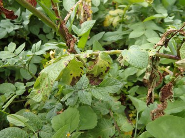 Patates yanıklığı hastalığı patates mantar,(Phytophthora infestans tarafından neden olduğu hastalıklar, yaprakları)