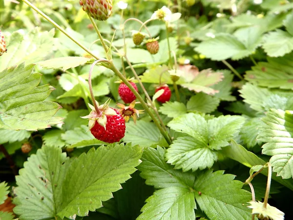 Wild Strawberry Plant Green Leafs Ripe Red Fruit Woodland Strawberry — Stock Photo, Image