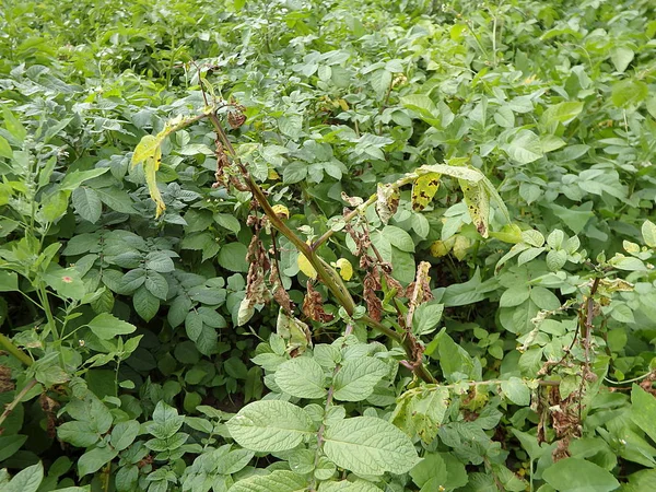 Feuilles Pomme Terre Avec Maladies Légère Maladie Pomme Terre Causée — Photo