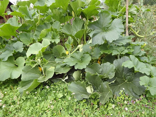 Yeşil Kabak Bitki Alanında Büyüyen — Stok fotoğraf