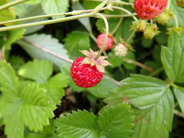 Yabani çilek bitki yeşil yapraklar ve olgun kırmızı meyve, Woodland çilek (çilek vesca)