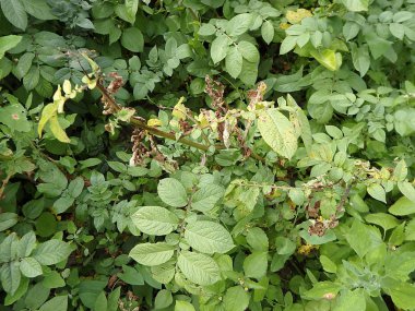 Patates yanıklığı hastalığı patates mantar,(Phytophthora infestans tarafından neden olduğu hastalıklar, yaprakları)