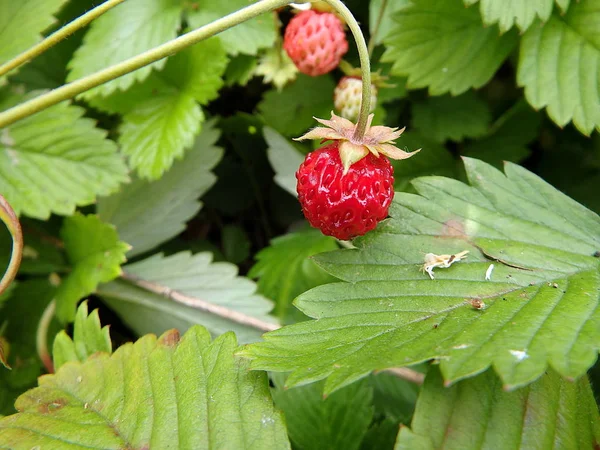 Wild Strawberry Plant Green Leafs Ripe Red Fruit Woodland Strawberry — Stock Photo, Image